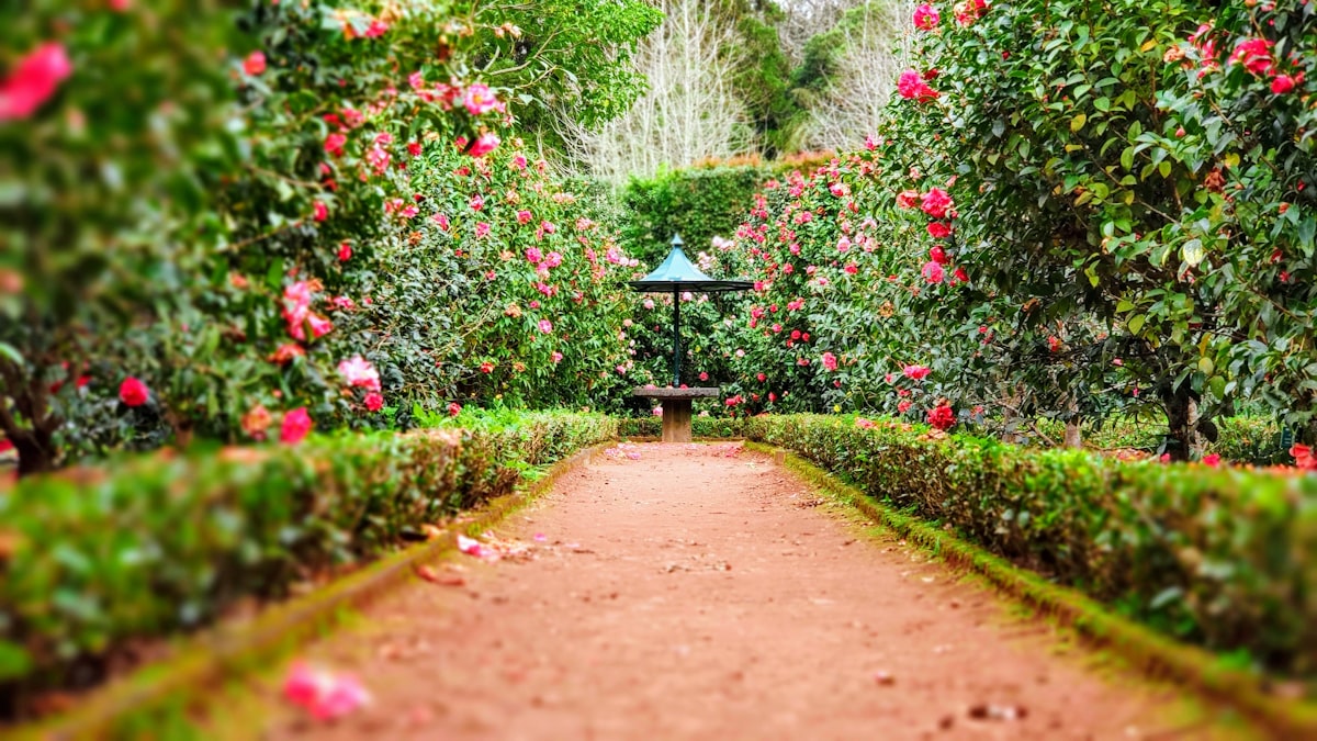 Lush garden with walkway after landscaping