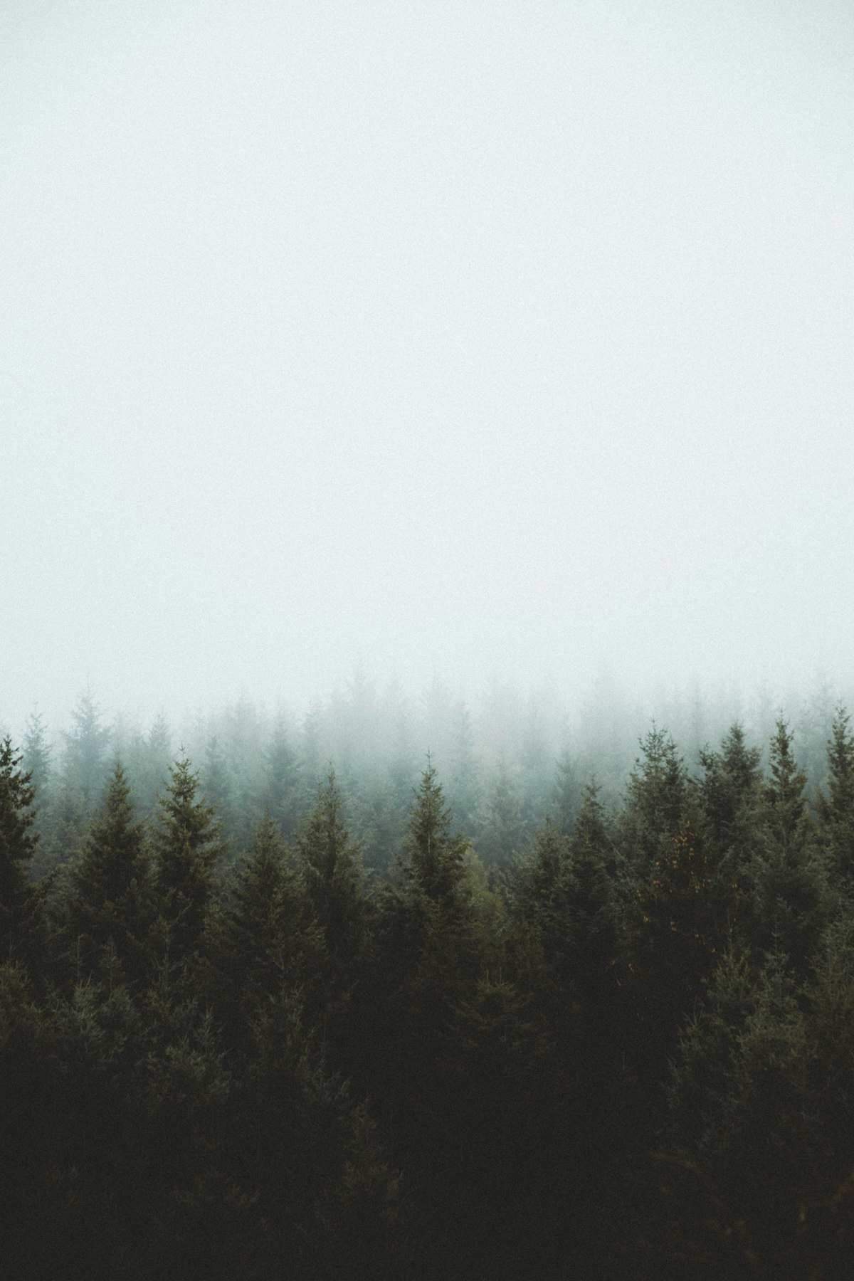 Pine trees and needle cleanup